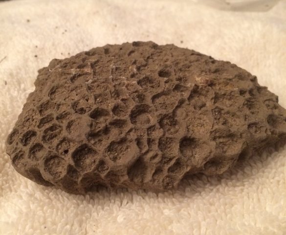 Coral Fossil, Port Colborne 