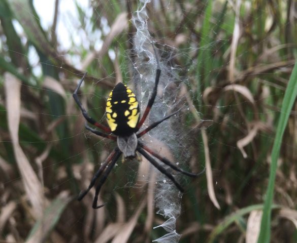 Argiope Aurantia (Black and Yellow Garden Spider)