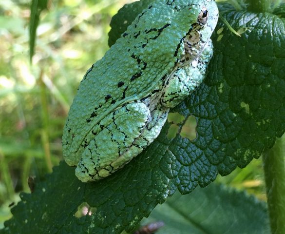 Ontario Tree Frog